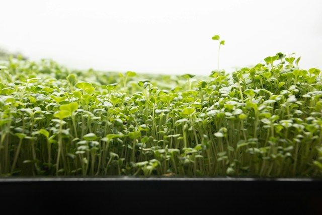 broccoli plants in a black tray