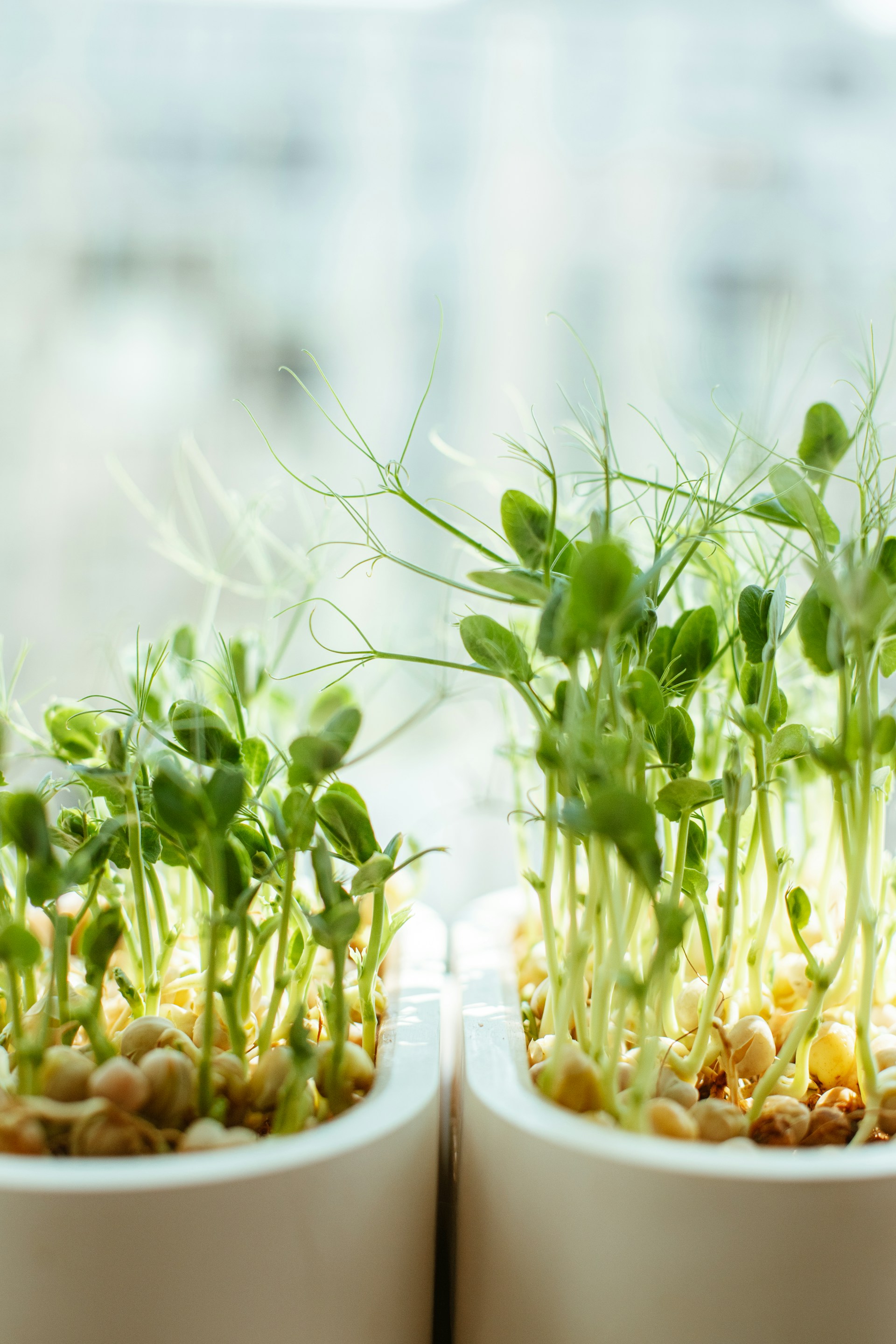 green plant buds in white pots