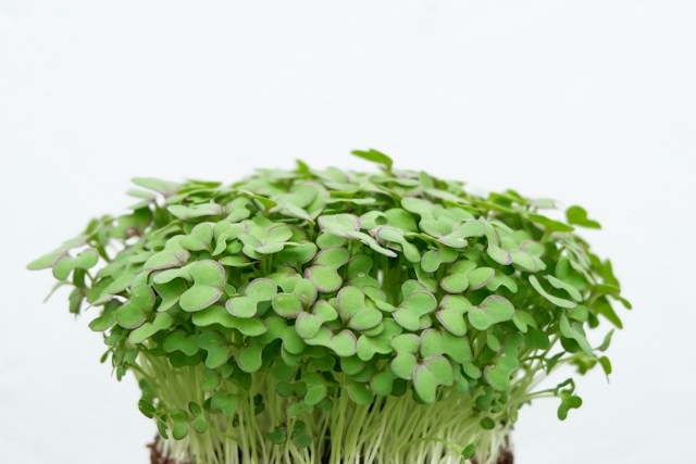 green plant on a white background